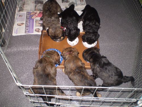 2012.01.03 jaaaaa ze eten geweekte broikjes